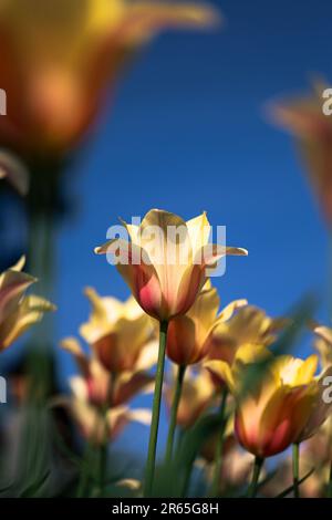 Une exposition vibrante de tulipes peut être vue dans un jardin luxuriant, avec des fleurs jaunes et roses ajoutant une touche de couleur au paysage Banque D'Images