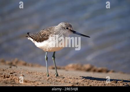 La tige verte commune (Tringa nebaria) se tenant dans le sable - hivernant à Fuerteventura Banque D'Images