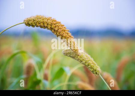 Pointe de millet avec faible profondeur de champ. Focu sélectif Banque D'Images