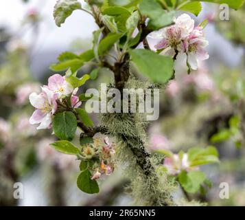 Pommier aux fleurs blanches et rose pastel recouvert de mousse dans le jardin clos du château de Glenveagh, Churchill, Co Donegal, République d'Irlande. Banque D'Images