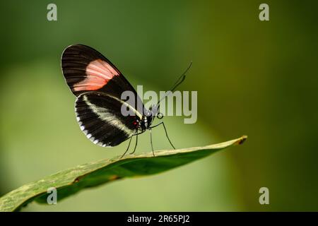 Red Postman - Heliconius erato, beau papillon coloré d'Amérique latine et Centrale, Panama. Banque D'Images