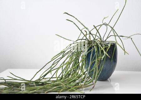 Rhipsalis Heidelberg (cactus de gui) plante d'intérieur avec long feuillage vert, dans un pot en céramique bleu. Isolé sur fond blanc, avec espace négatif Banque D'Images