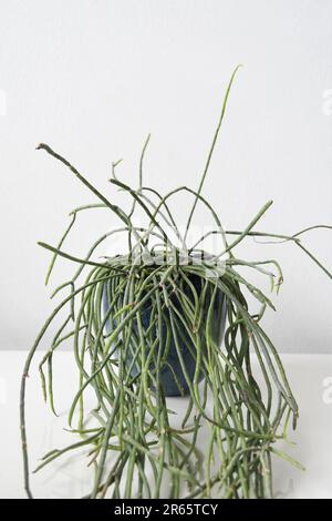 Rhipsalis Heidelberg (cactus de gui) plante d'intérieur avec long feuillage vert, dans un pot en céramique bleu. Isolé sur fond blanc, avec espace négatif Banque D'Images