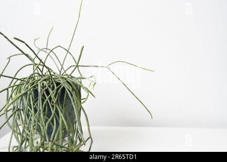 Rhipsalis Heidelberg (cactus de gui) plante d'intérieur avec long feuillage vert, dans un pot en céramique bleu. Isolé sur fond blanc, avec espace négatif Banque D'Images