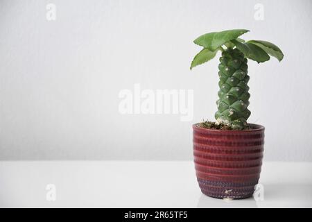 Euphorbia ritchiei (Monadenium ritchiei) plante d'intérieur dans un pot rouge, isoaltée sur fond blanc. Cactus vert succulent avec des feuilles. Banque D'Images