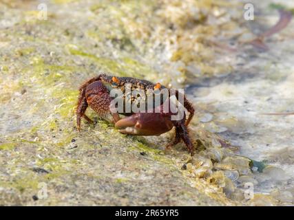 Le crabe rouge de corail est un crustacé stockeux et lent qui vit dans des bassins de corail le long de la limite inférieure de la marée. Une griffe est souvent plus grande que l'autre. Banque D'Images