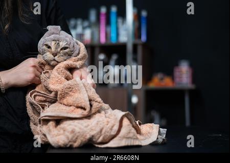 Tondeuse tenant un chat gris enveloppé dans une serviette après le lavage. Banque D'Images