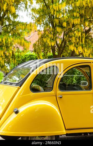 Une voiture jaune vif 2CV garée dans une rue à côté d'un Laburnum jaune en fleur en Écosse Banque D'Images