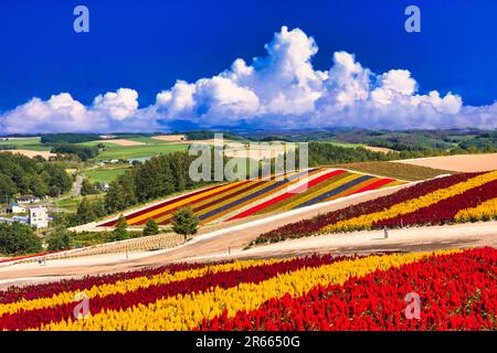 Flower garden of Shikisai Hill Banque D'Images