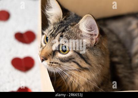 La Saint-Valentin du chat, un chat curieux qui se trouve dans une boîte en carton le jour de la Saint-Valentin. Banque D'Images