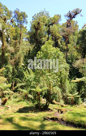 Vue sur la forêt nuageuse de haute altitude près de Cerro de la Muerte. Montagnes Talamanca, Costa Rica Banque D'Images
