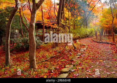 Feuilles d'automne dans le parc Zuihoji Banque D'Images