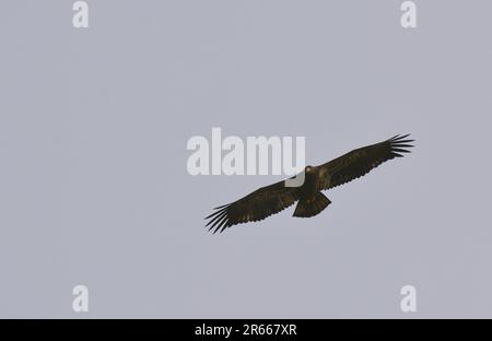 Golden Eagle survolant le lac Banque D'Images