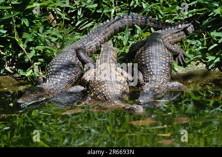 Bask crocodile au soleil. Crocodiles dans l'étang. Banque D'Images