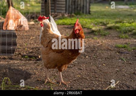 Un poulet blanc s'étend sur un champ de terre rural, avec une maison en bois traditionnelle en arrière-plan Banque D'Images