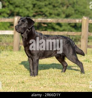 Labrador retriever, noir Banque D'Images