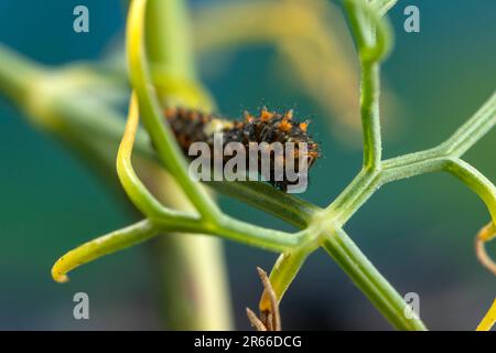 Chenille de la macadon méditerranéenne (sous-espèce maltaise) (Papilio machaon ssp melitensis), quelques jours après l'éclosion, d'environ 6mm de long. Banque D'Images