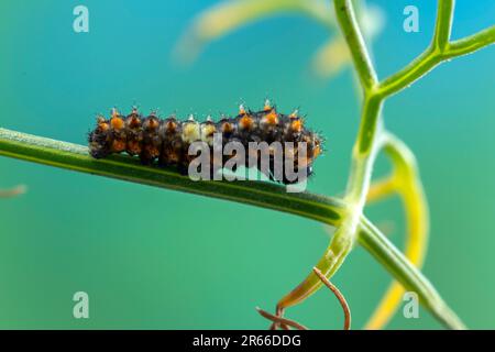 Chenille de la macadon méditerranéenne (sous-espèce maltaise) (Papilio machaon ssp melitensis), quelques jours après l'éclosion, d'environ 6mm de long. Banque D'Images