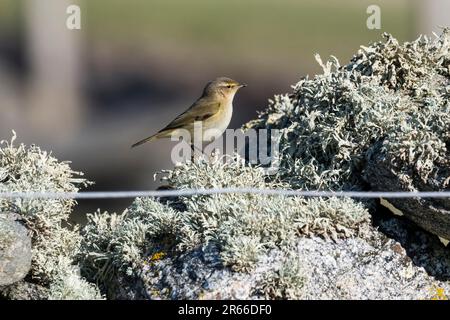 Une chiffballe, Phylloscopus collybita, perchée sur un mur couvert de lichen sur Shetland. Banque D'Images