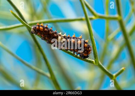 Chenille de la macadon méditerranéenne (sous-espèce maltaise) (Papilio machaon ssp melitensis), quelques jours après l'éclosion, d'environ 6mm de long. Banque D'Images