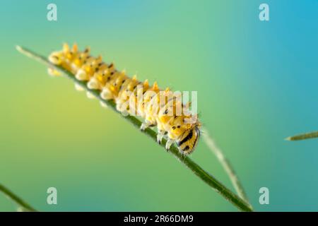 Chenille de la macadon méditerranéenne (sous-espèce maltaise) (Papilio machaon ssp melitensis), quelques jours après l'éclosion, d'environ 6mm de long. Banque D'Images