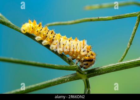 Chenille de la macadon méditerranéenne (sous-espèce maltaise) (Papilio machaon ssp melitensis), quelques jours après l'éclosion, d'environ 6mm de long. Banque D'Images