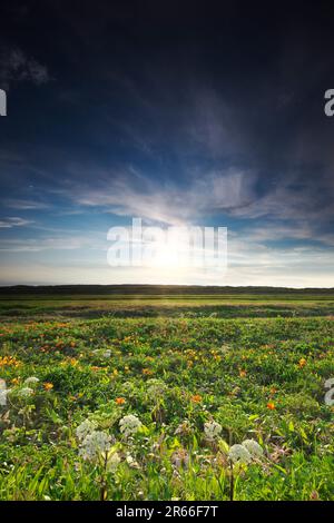 Le soleil levant au jardin primitif Sarobetsu Banque D'Images