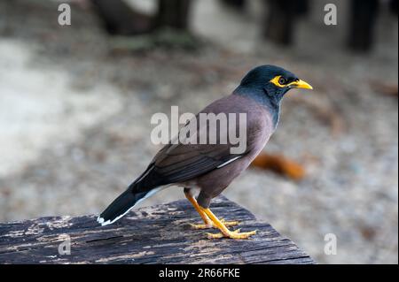 L'oiseau commun de Myna, nom latin Acridotheres Tristis Tristis, est assis sur le tronc. Bamboo Island, Thaïlande. Banque D'Images