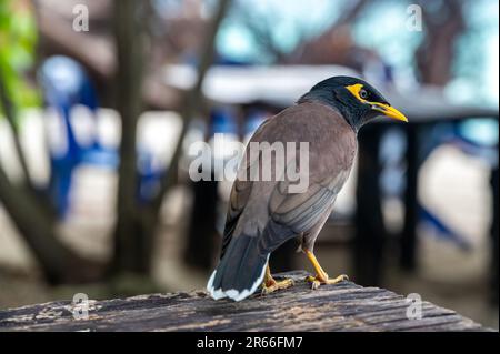 L'oiseau commun de Myna, nom latin Acridotheres Tristis Tristis, est assis sur le tronc. Bamboo Island, Thaïlande. Banque D'Images