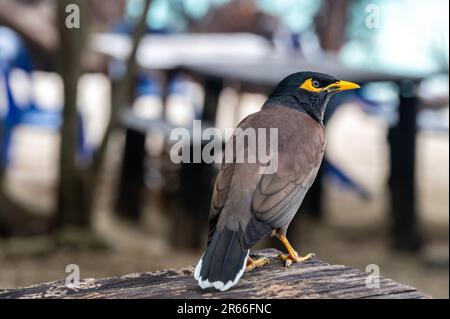 L'oiseau commun de Myna, nom latin Acridotheres Tristis Tristis, est assis sur le tronc. Bamboo Island, Thaïlande. Banque D'Images