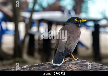 L'oiseau commun de Myna, nom latin Acridotheres Tristis Tristis, est assis sur le tronc. Bamboo Island, Thaïlande. Banque D'Images