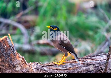 L'oiseau commun de Myna, nom latin Acridotheres Tristis Tristis, est assis sur le tronc. Bamboo Island, Thaïlande. Banque D'Images