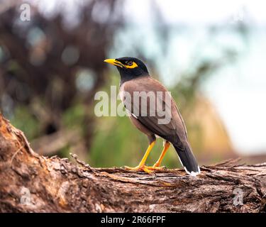 L'oiseau commun de Myna, nom latin Acridotheres Tristis Tristis, est assis sur le tronc. Bamboo Island, Thaïlande. Banque D'Images