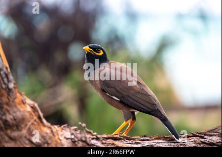 L'oiseau commun de Myna, nom latin Acridotheres Tristis Tristis, est assis sur le tronc. Bamboo Island, Thaïlande. Banque D'Images