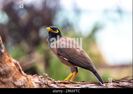 L'oiseau commun de Myna, nom latin Acridotheres Tristis Tristis, est assis sur le tronc. Bamboo Island, Thaïlande. Banque D'Images