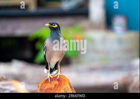 L'oiseau commun de Myna, nom latin Acridotheres Tristis Tristis, est assis sur le tronc. Bamboo Island, Thaïlande. Banque D'Images