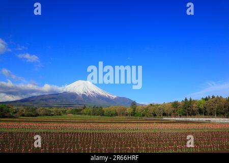 Champs de tulipes dans le parc Hananomiyako et le mont Fuji Banque D'Images