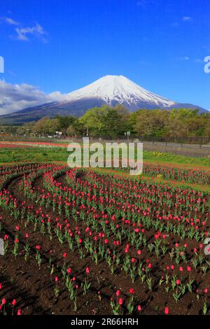 Champs de tulipes dans le parc Hananomiyako et le mont Fuji Banque D'Images