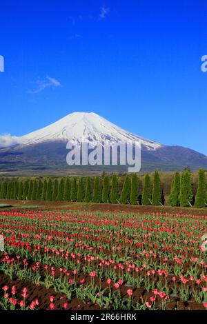 Champs de tulipes dans le parc Hananomiyako et le mont Fuji Banque D'Images