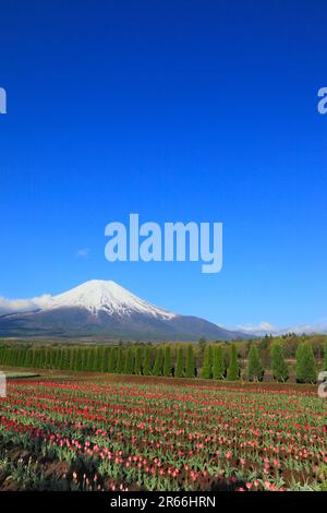 Champs de tulipes dans le parc Hananomiyako et le mont Fuji Banque D'Images