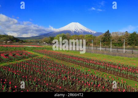 Champs de tulipes dans le parc Hananomiyako et le mont Fuji Banque D'Images