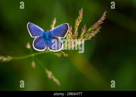 Le papillon bleu commun (Polyommatus icarus) est un papillon de la famille des Lycaenidae beau champ de fond vert flou. Poa pratensi d'été Banque D'Images