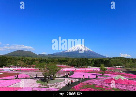 Shiba-zakura au Mont Fuji Motosuko Resort et le Mont Fuji Banque D'Images