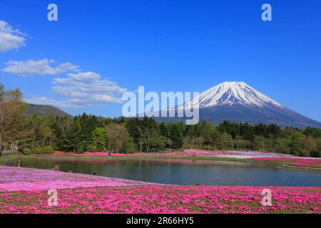 Shiba-zakura au Mont Fuji Motosuko Resort et le Mont Fuji Banque D'Images