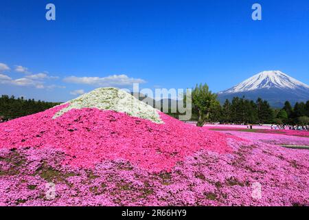 Shiba-zakura au Mont Fuji Motosuko Resort et le Mont Fuji Banque D'Images