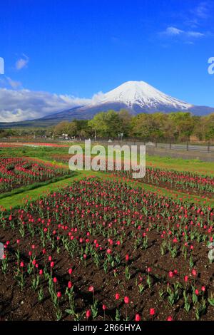 Champs de tulipes dans le parc Hananomiyako et le mont Fuji Banque D'Images