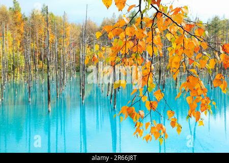 Blue Pond et feuilles d'automne Banque D'Images