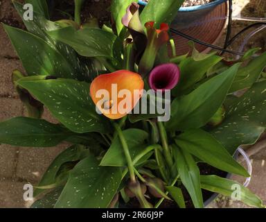 Vue de haut en bas des plantes de Calla Lily avec une fleur orange, jaune et pourpre poussant dans un pot avec un système d'arrosage Banque D'Images