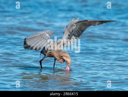 Un magnifique Egret rougeâtre fourrasse et chasse le long de la côte du Texas. Banque D'Images