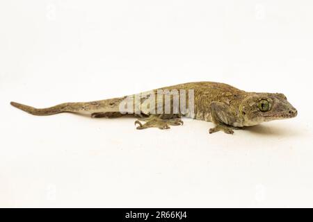 Le géant de la Halmahera Gecko (Gehyra marginata) Ternate dtella isolé sur fond blanc Banque D'Images